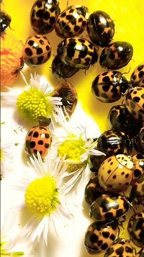 Asian Ladybugs Harmonia axyridis Are Feeding on Apple Juice. Kyiv. Ukraine. 15.november.2022.