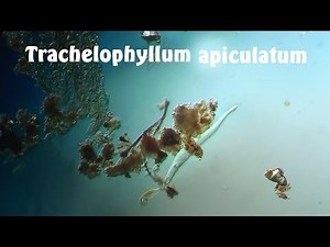 Trachelophyllum apiculatum