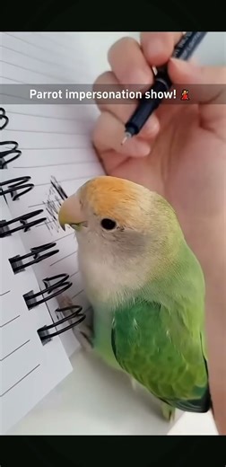Funny parrot video!