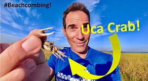 1.7K views · 53 reactions | Have you heard of the Fiddler Crab, aka Uca? This is one of the most common crabs in the marsh, and is distinct because of the males having one large claw. Listen to this episode of #Beachcombing to learn more about this interesting crab. | Mission-Aransas Reserve | Facebook