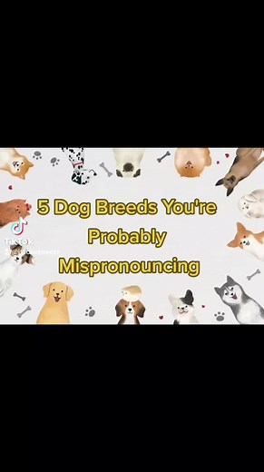 Correct Pronunciation of 5 Dog Breeds | Papillon, Newfoundland, Vizsla, Bichon Frise, Shihtzu