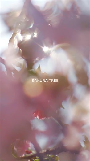 BAUM on Instagram: "2月5日発売🌸 さくらの蕾がほころぶ瞬間の、樹木の息吹 限定香調 SAKURA TREE EAU DE TOILETTE やさしい緑が浮かび上がる早春に、樹木のエネルギーが高まり枝先の蕾が花開くような、清らかで可憐なウッディフローラル。 さくらの樹木がもつ清らかなエネルギーを感じる、落ち着きのある軽やかでドライなウッディをベースとして、早春の冷たく澄んだ空気に芽吹く爽やかなグリーン、柔らかな陽ざしに包まれ蕾が花開くような可憐なフローラルがトップからミドルに広がります。"