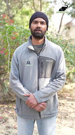 Update on Bani In a one-of-a-kind mission, Wildlife SOS embarked on an unprecedented emergency, helping Bani, our first-ever elephant calf after a collision with a train that took her mother’s life and left Bani critically injured, and an orphan🐘💔 Owing to her severe injuries and adjusting to her new surroundings, Bani is still dependent on a specialised milk mixture, mixed with porridge, essential nutrients and medicines, totalling 5 litres in a day. Despite several injuries and painful wound