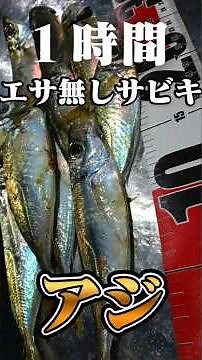 【エサ無し】堤防の"良型アジ"を求めて・・・【ぶっこみサビキ釣り】11月中旬