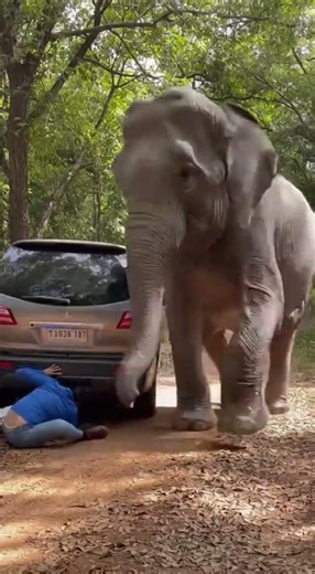 Terrifying Elephant Charge Caught on Camera 🐘🚨 #Shorts (Ver 9)