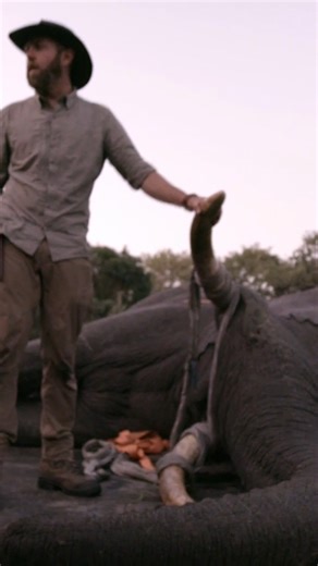 19K views · 206 reactions | The biggest elephant displacement in Mozambique's history! Watch more of Forrest Galante's #mysteriouscreatures, on #discoverychannelsa (DStv 121) | Discovery Channel Africa | Facebook