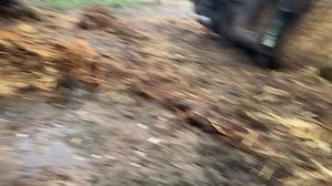 Suffolk and Norfolk rat pack on Reels