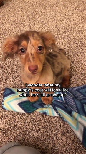 Wondering what your puppy might look like all grown up? 🥹 Roswell is a long-haired dapple dachshund