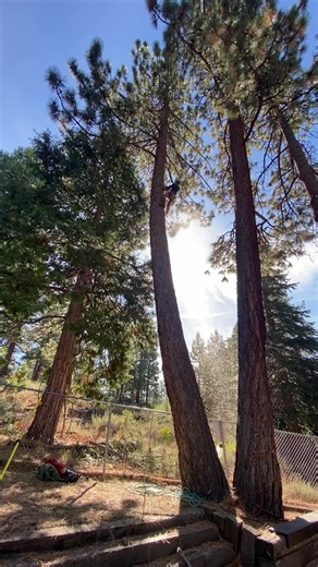 Our expert crew completed this South Lake Tahoe tree removal with safety and accuracy. Sierra Crest Tree Service works hard to protect homes by creating reliable defensible space. #TreeRemoval #SierraCrestTreeService #DefensibleSpace #SouthLakeTahoe