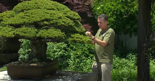 Bonsai tree aids Japanese and American relations