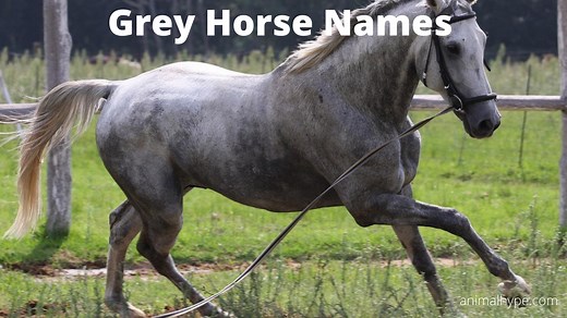 100  Awesome Grey Horse Names - Animal Hype