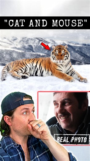 Marked For Revenge By The Siberian Tiger | mrballen