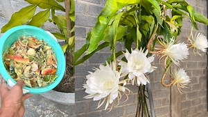 279K views · 6.8K reactions | Garden & House V&N on Reels | Facebook