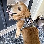 Amazon.com : AUROTH Tactical Dog Harness for Large Dogs No Pull Adjustable Pet Harness Reflective K19 Working Training Easy Control Pet Vest Military Service Dog Harnesses : Pet Supplies