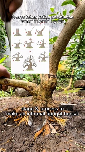 For my documentary, stage 3, proccecing make an informal upright bonsai. #bonsai #bonsaiwork #garden #gardening #diy #craft #bonsaiworld #bonsaimania #bonsaiindonesia #bonsailovers | Herman Key