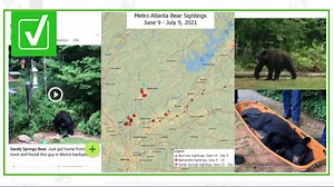 VERIFY: Have there been more bear sightings in metro Atlanta this year?