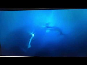 Finding Nemo (2003) swordfish #1 and swordfish #2