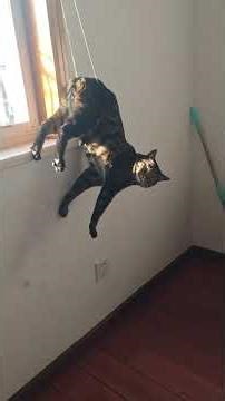 These Are the DUMBEST Cats on the Internet 😂🐾