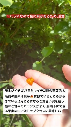 【黄色い実】モミジイチゴが少し実っていたのでおやつ代わりにいただく #自然 #野食 #デザート #アウトドア