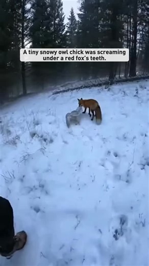 earthcronichle on Instagram: "A tiny snowy owl was screaming under a red fox’s teeth #animal #animallover"
