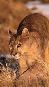 An absolute dreamy, wish-come-true encounter with a female Puma in Chilé, captured yesterday. The experiences here, all on foot & personal with nature, they’re something you’ll never forget. This was shot using my Sony A1ii & a super telephoto lens setup. Patagonia, there’s nothing like it! #tandaafrikasafari #patagonia #sonyalpha #puma #mountainlion #nature #wildlifephotography #videooftheday #natgeo #marlondutoit | Marlon du Toit