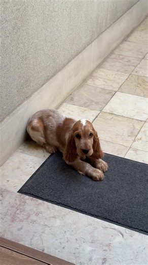 Adorable Cocker Spaniel Puppy Moments
