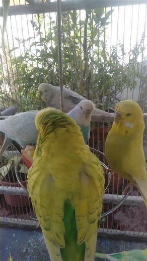 Blue Budgie Vibes to Brighten Your Day 💙🌤️