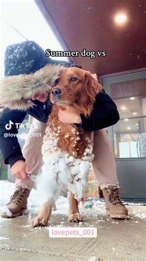 Adorable Doggo Moments