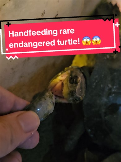 Handfeeding my rare endangered Malayan Box Turtle after she laid eggs! 🥚 She really needs the protein at this stage! 🐟💪 #wildlife #viral #fyp #turtles #sgtiktok