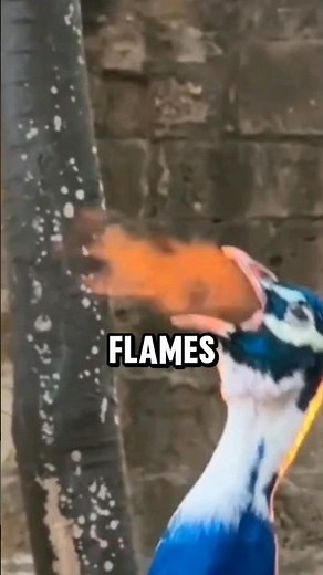 The Phoenix in real life #peacock #phoenix #animalfacts