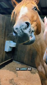 859K views · 46K reactions | It’s Kirby’s due date | Katie Van Slyke | Facebook