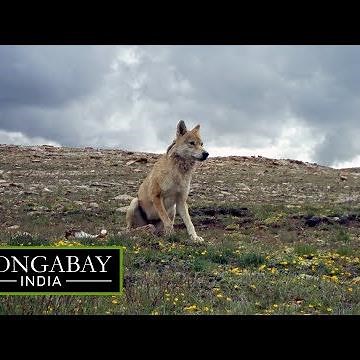 The elusive Himalayan wolf