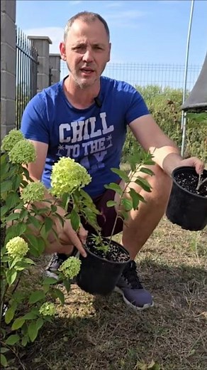 How to propagate HYDRANGEA Limelight! #flowers #plants #hydrangea