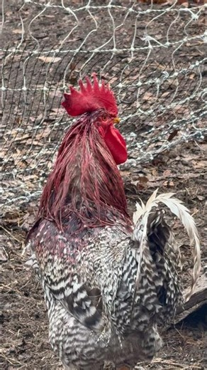 Hawk attacks roosters
