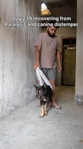 A little mistake but we are streamlined now | Day 239 recovery from Paralysis #neurologicalrehab