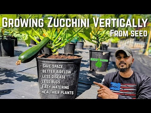 How to Grow Zucchini From Seed To Harvest #zucchini #greentgarden #squash