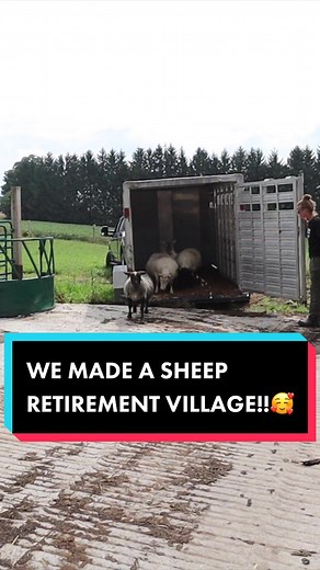 Sheep Retirement Village: Heartwarming Goldengirls Living Their Best Lives