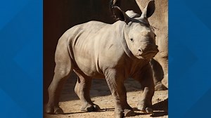 Zoo Atlanta needs your help naming its baby rhino