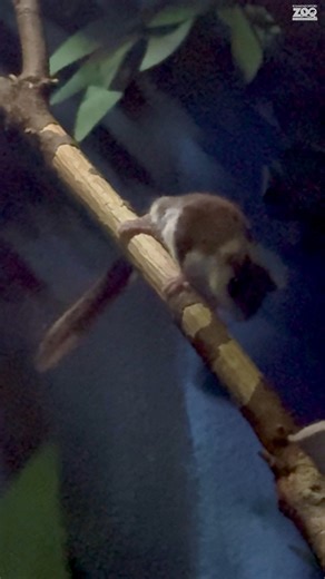 Feathertail gliders can glide from tree to tree at distances up to 20m! Before they can glide, however, they’ve got to climb. With the help of their toe pads, this small marsupial is an expert climber. Their toe pads are serrated for fiction and contain numerous sweat glands that act like suction cups to help them climb well, even on surfaces as smooth as glass. Spot our feathertail gliders in the Adaptations of Animals Building. #WeAreAZA #ConservationInAction #ConservationEducation #Syracusezo