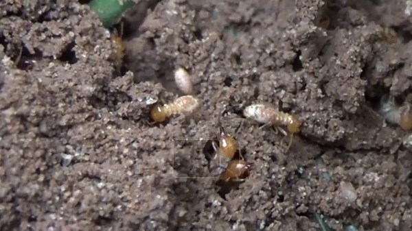 destroying termite nests in the ground Stock Video Footage - Alamy