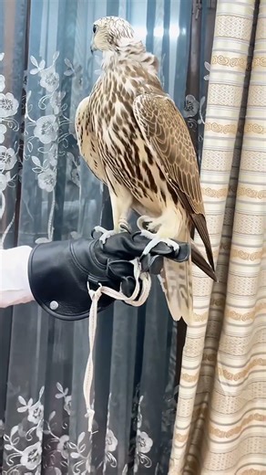 #ihavet #lifeisbutadream #birds #lifeisbutadream #funny #whowillbemylifepartnerta #ihavet