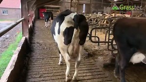 109K views · 248 shares | 55 Holstein x milking cows in the...