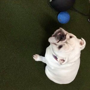 When its only Tuesday and your cheat meal isn't until Saturday | Control Results | Facebook