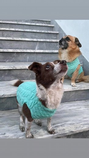 Netica (@persikoneta)’s videos with Home Baking - Matthew Beattie