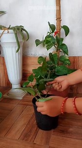 10K reactions · 640 shares | Tip! ✨ #gardenizi #pruning #gardeningtips | Garden Tips & Tricks | Facebook