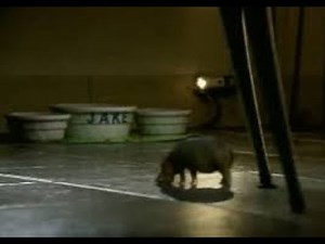 Canadian house Hippo. Classic retro commercial!