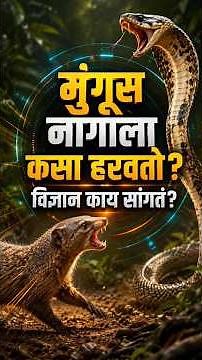 मुंगूस नागाला कसा हरवतो? विज्ञान काय सांगतं? | Mongoose vs Cobra | नाग आणि मुंगूस लढाईतील Physics! |
