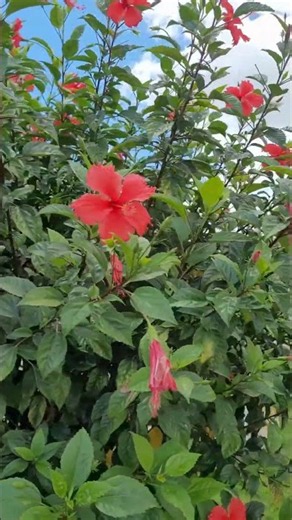 Red Hibiscus in Bloom 🌺✨ | Nature’s Tropical Beauty | Beautiful Flowers