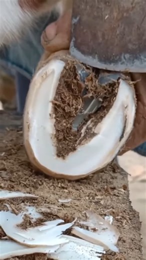 Beauty and Elegance- Our Little Mare Gets Her Hooves Done and Shines Like a Star! ✨🐴 RE #animal #horse #cow #donkey #hoofcare #satisfying #hoof #care #helping | Hoof Care