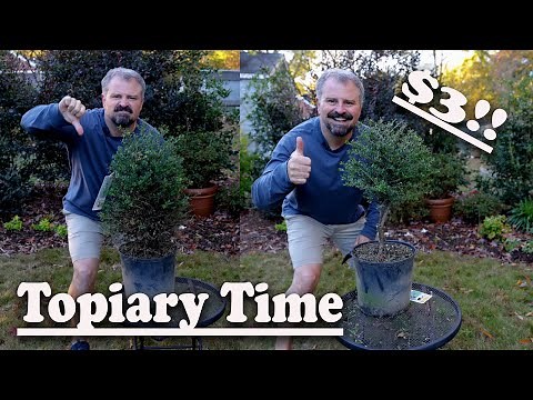 How to Make a Topiary // Lowe's Clearance Plant